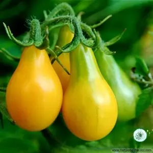 Hạt Giống Cà Chua Cherry Lê Vàng (Solanum lycopersicum)