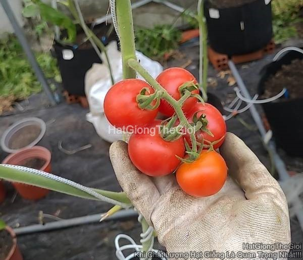 hat giong ca chua cherry lon 60gr thu chum tg390