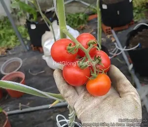 Hạt Giống Cà Chua Cherry Lớn 60Gr Thu Chùm TG390