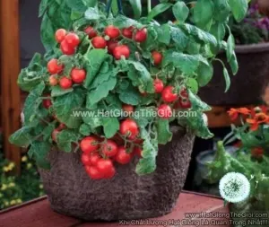 Hạt Giống Cà Chua - Cherry Đỏ Lùn Trồng Chậu (Solanum lycopersicum)