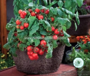 hat giong ca chua   cherry do lun trong chau  solanum lycopersicum