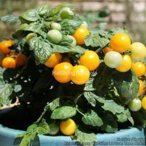 Hạt Giống Cà Chua Cherry Lùn Vàng F1 TG27