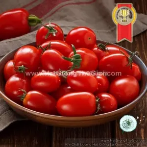 Hạt Giống Cà Chua Cherry Number1 TG69