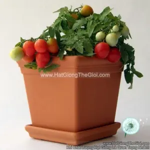 Hạt Giống Cà Chua Cherry Rủ Đỏ TG36
