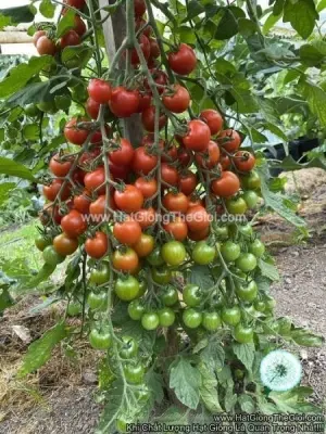 Hạt Giống Cà Chua Cherry Sweet Million F1