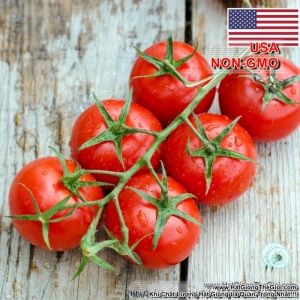 hat giong ca chua bi usa  solanum lycopersicum