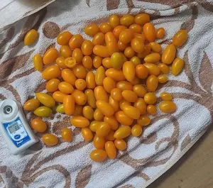 Hạt Giống Cà Chua Nho Vàng TG03 F1