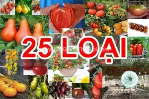 Hạt Giống Cà Chua Crazy Mix