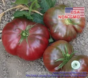 Hạt Giống Cà Chua - Đặc Sản Đen Chịu Hạn Calabash (Solanum Lycopersicum)