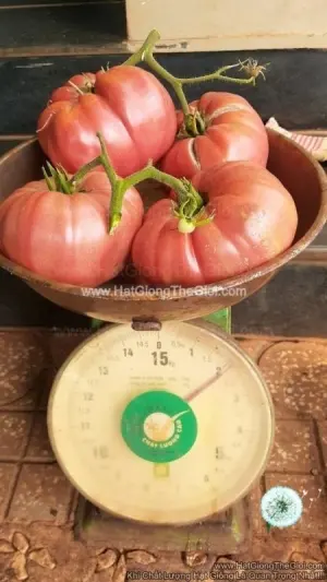 Hạt Giống Cà Chua - Ngọt Đại 200KCD Belgium (Solanum Lycopersicum)