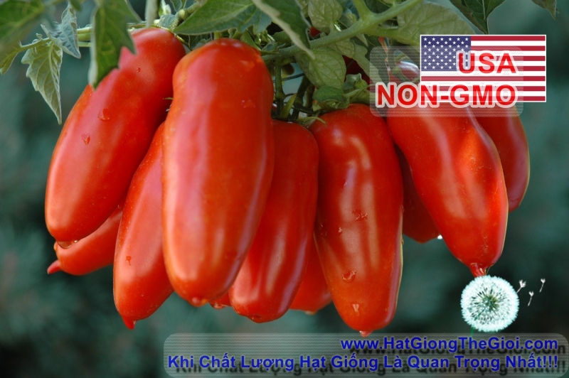 hat giong ca chua cherry dai sanmazano