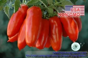 Hạt Giống Cà Chua Cherry Dài SanMazano