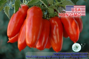 hat giong ca chua cherry dai sanmazano