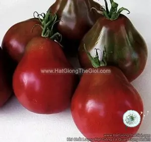 Hạt Giống Cà Chua Lê ĐẠI