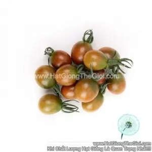 Hạt Giống Cà Chua Nho Chocolate TG355