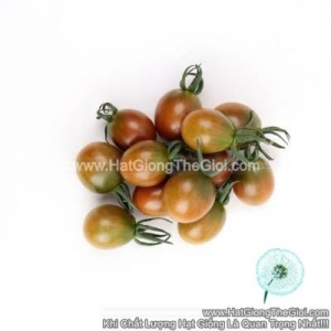 hat giong ca chua nho chocolate tg355