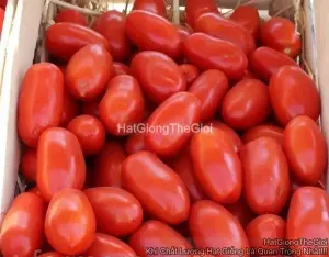 Hạt Giống Cà Chua Nho Dài F1 TG409