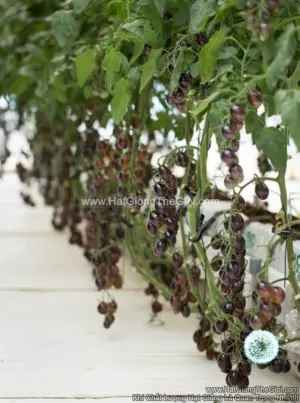 Hạt Giống Cà Chua Nho Đen TG208