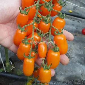 Hạt Giống Cà Chua Nho Vàng ThuChum TG386