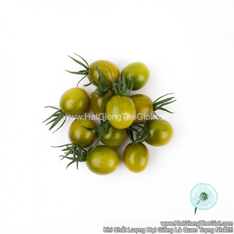 hat giong ca chua nho xanh tg358