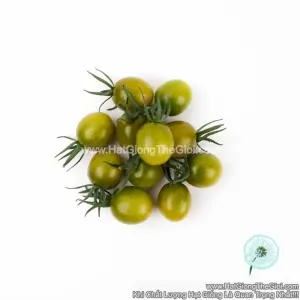 Hạt Giống Cà Chua Nho Xanh TG358