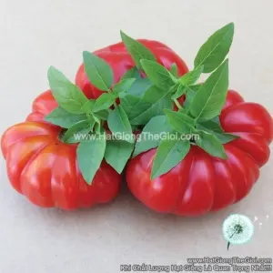 Hạt Giống Cà Chua Quả Bí - Floren (Solanum lycopersicum)