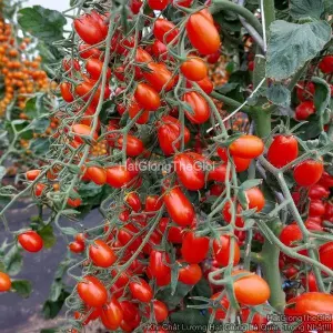 Hạt Giống Cà Chua Nho Đỏ F1 TG386