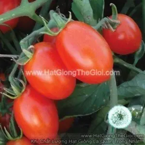 Hạt Giống Cà Chua Trái Cây F1 CHỊU NHIỆT Brix10 TG12