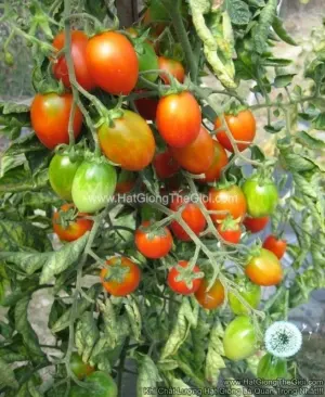 Hạt Giống Cà Chua Siêu Chịu Nhiệt Sai Trái Elf 35 Độ