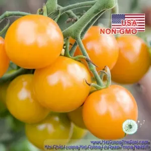 Hạt Giống Cà Chua - Siêu Ngon Ngọt SunGold (Solanum lycopersicum)
