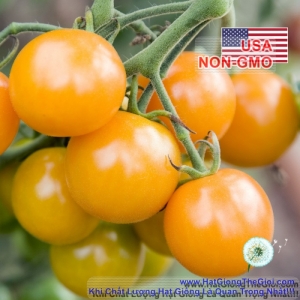 hat giong ca chua   sieu ngon ngot sungold  solanum lycopersicum