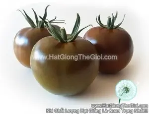Hạt Giống Cà Chua To Đen TG356