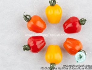 hat giong ca chua trai tao f1pro mix