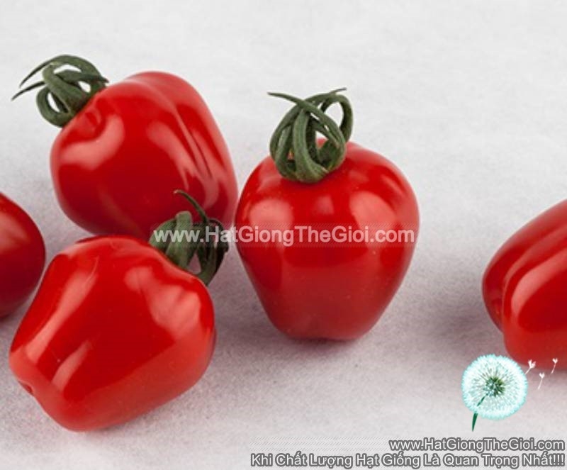 hat giong ca chua trai tao f1pro tg174