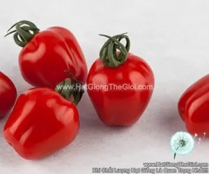 Hạt Giống Cà Chua Trái Táo F1Pro TG174