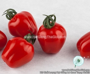 hat giong ca chua trai tao f1pro tg174