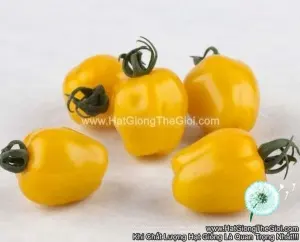 Hạt Giống Cà Chua Trái Táo VÀNG F1Pro TG266