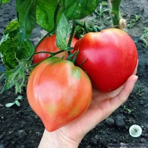 Hạt Giống Cà Chua Trái Tim Đỏ (Solanum lycopersicum)