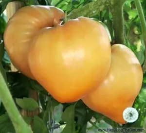 Hạt Giống Cà Chua Trái Tim Vàng (Solanum lycopersicum)