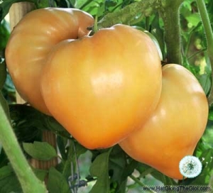 hat giong ca chua trai tim vang  solanum lycopersicum