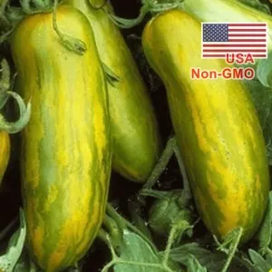 Hạt Giống Cà Chua Xúc Xích Xanh (Solanum lycopersicum)