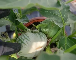Hạt Giống Cà Dĩa Da Ếch (Solanum macrocarpon)