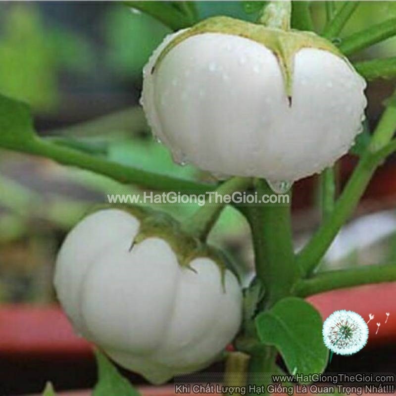 hat giong ca dia trang to 200gr
