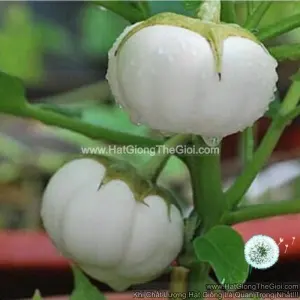 Hạt Giống Cà Dĩa Trắng To 200Gr