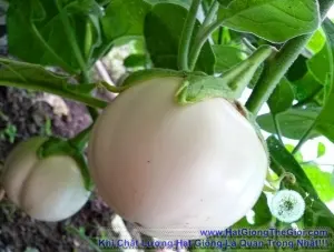 Hạt Giống Cà Pháo Cao Sản (Solanum macrocarpon)