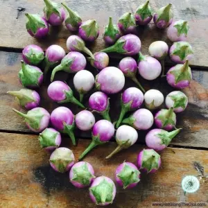 Hạt Giống Cà Pháo Tím (Solanum macrocarpon)
