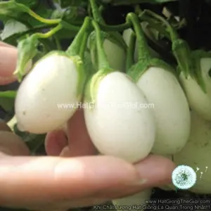 Hạt Giống Cà Pháo Trứng Trắng (Solanum macrocarpon)