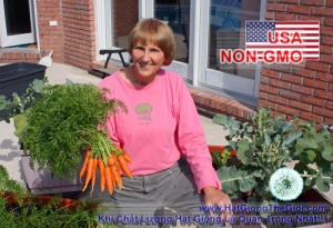 hat giong ca rot baby   gourmet phap  daucus carota subsp  sativus