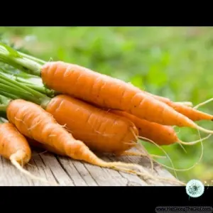 Hạt Giống Cà Rốt Kuroda (Daucus carota subsp. sativus)