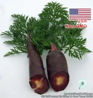 Hạt Giống Cà Rốt Đen Tím Black Giàu Anthocyanin (Daucus carota)
